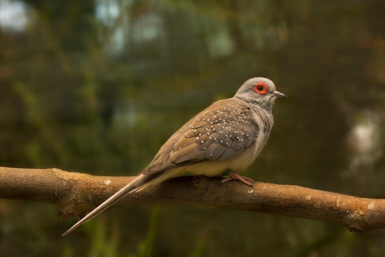 Geopelia cuneata