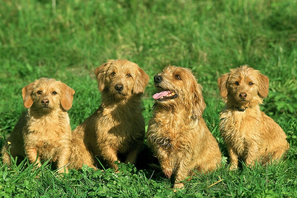 Szczenięta Basset fauve de Bretagne