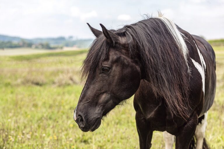 Barokowy pinto