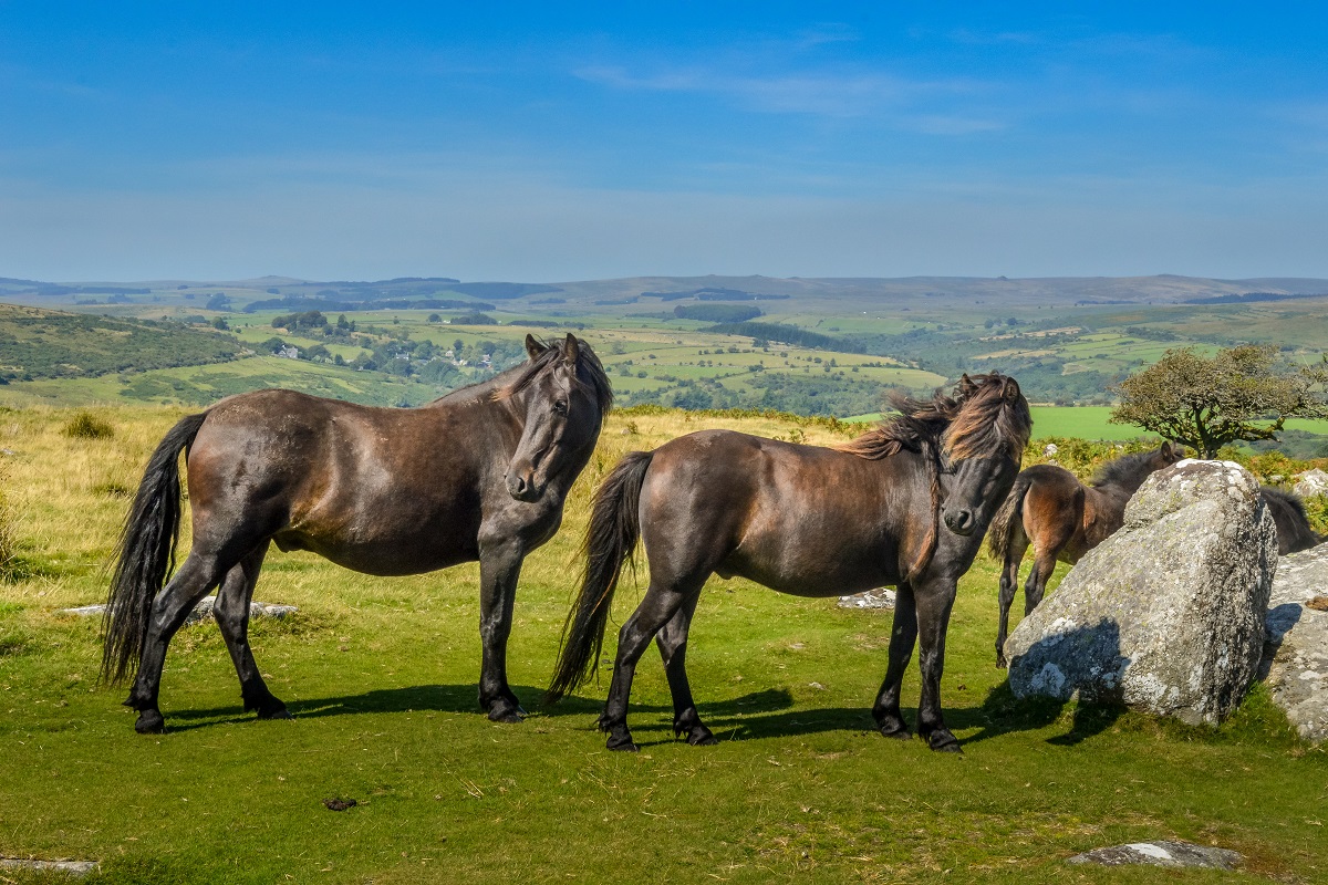 Kuce Dartmoor w Anglii