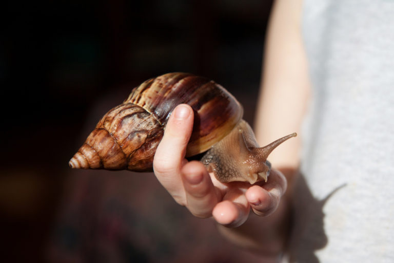 Achatina