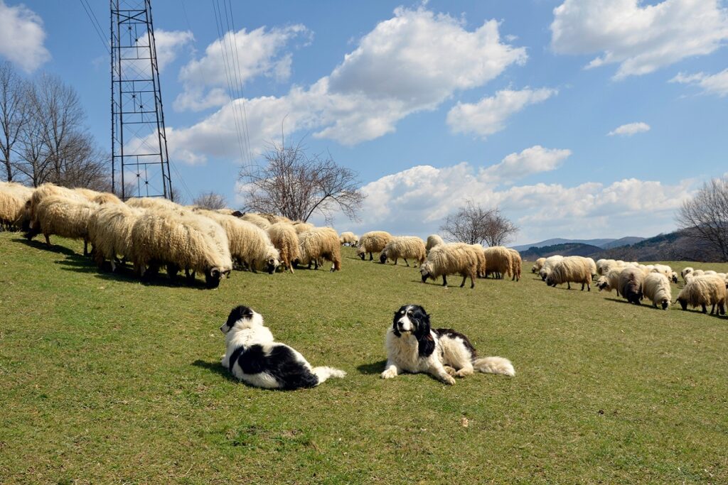 Para tornjaków podczas pracy