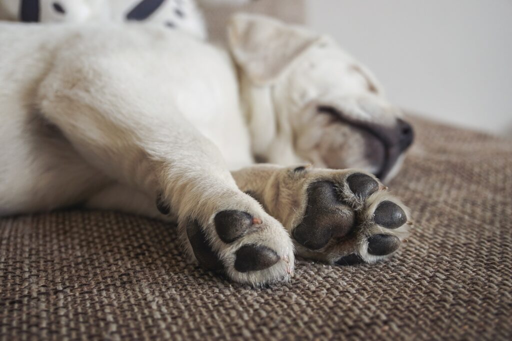 Labrador odpoczywający na dywanie