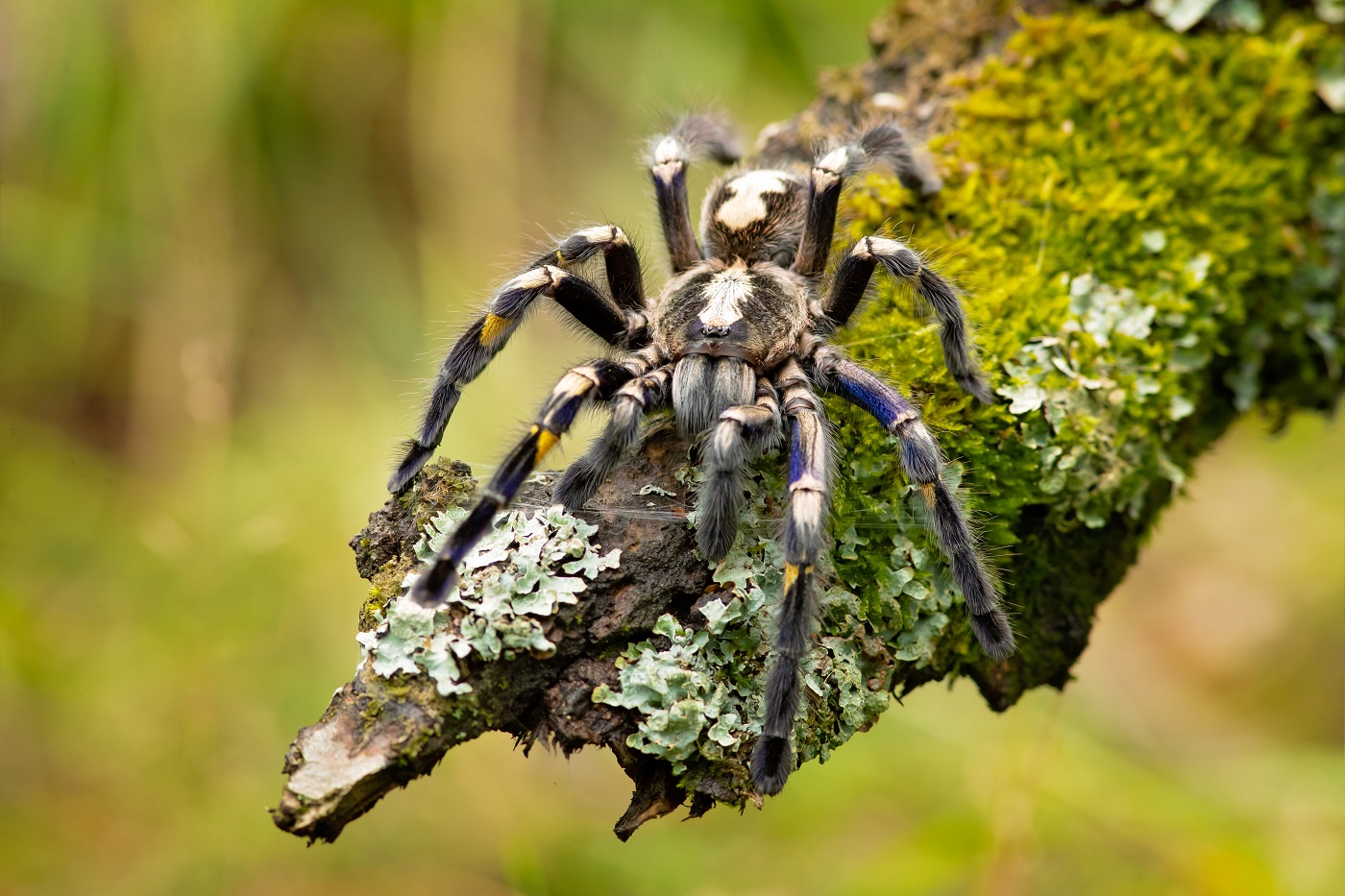 Poecilotheria metallica w naturalnym środowisku