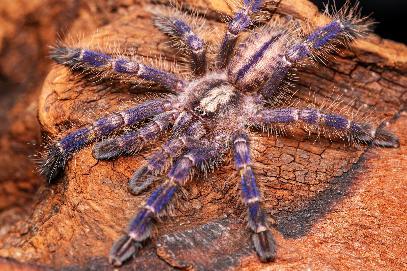 Poecilotheria metallica na pniu drzewa