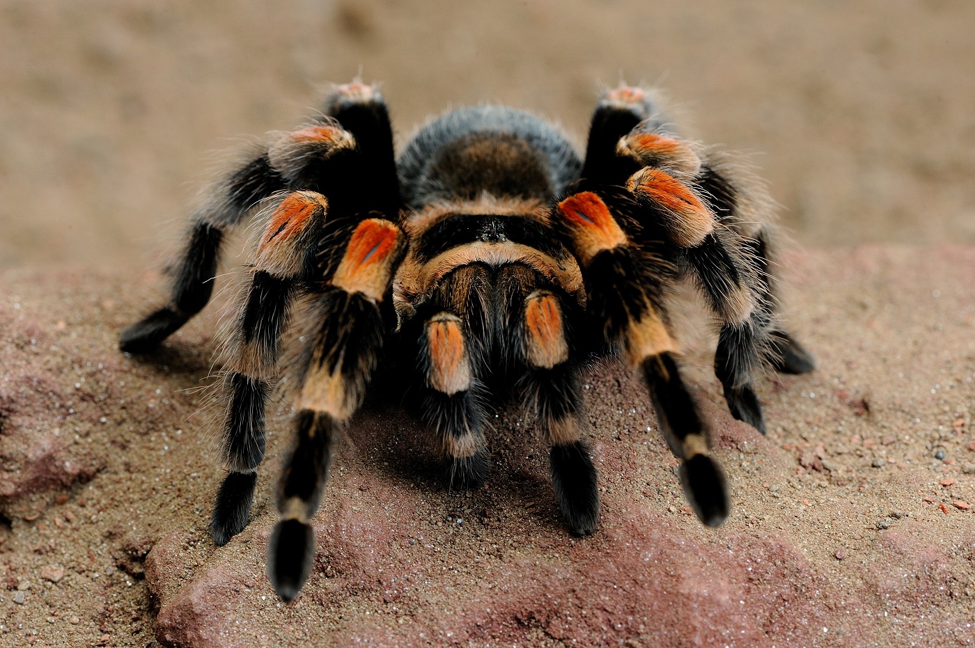 Brachypelma smithi siedzący na piasku