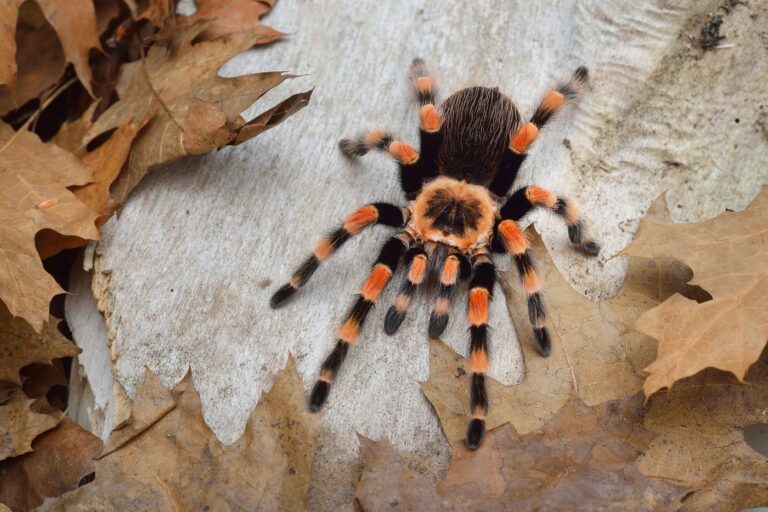 Brachypelma smithi