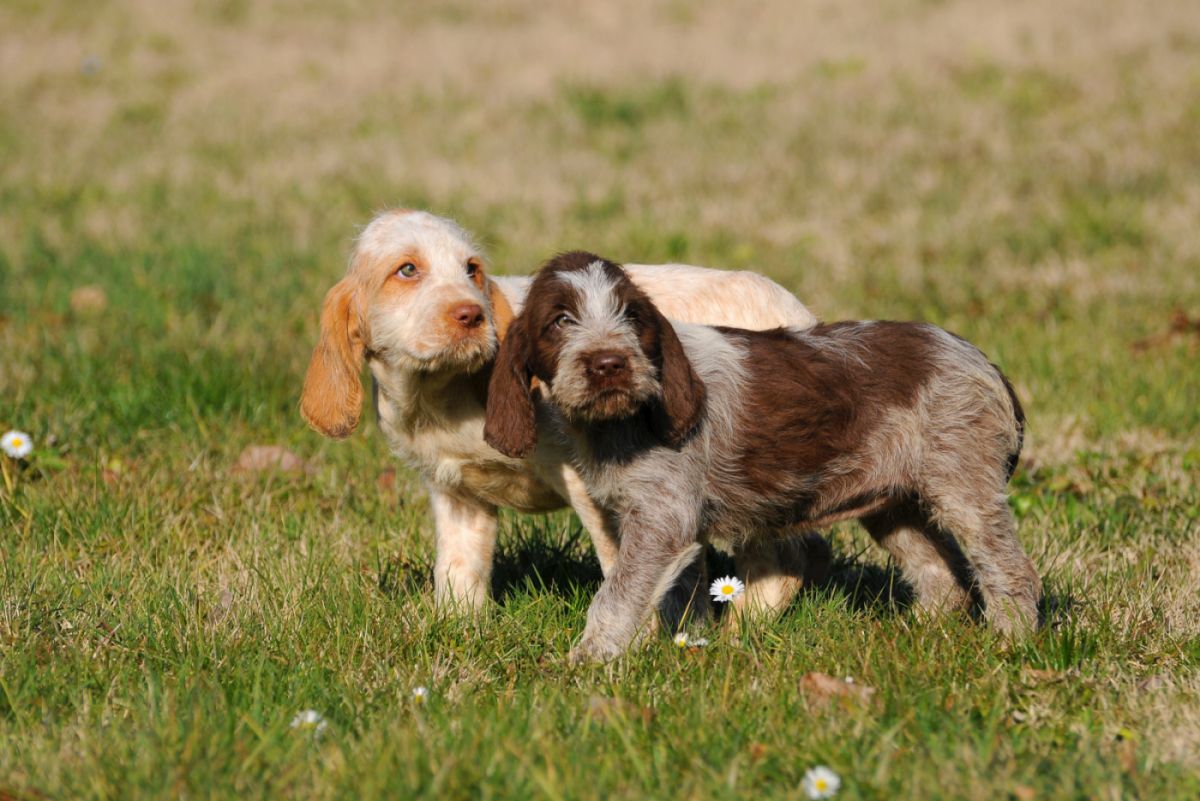 Szczenięta spinone italiano