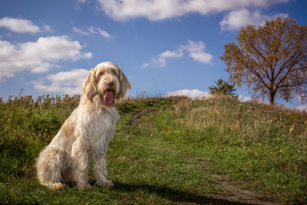 Spinone italiano siedzący na trawie