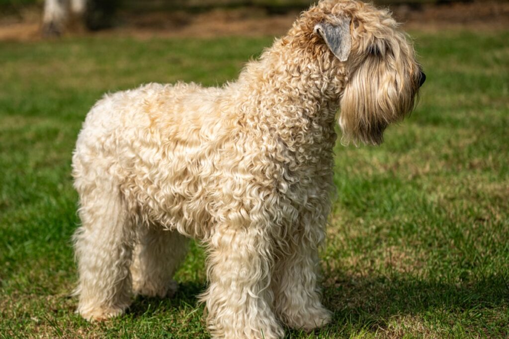 Irish soft coated wheaten terier na trawie