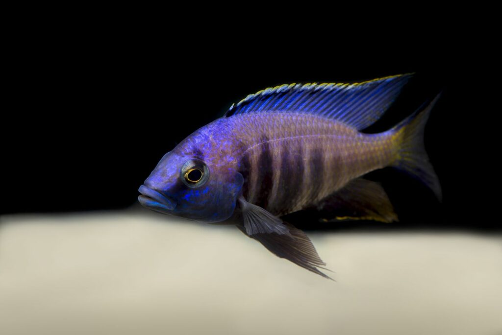 Copadichromis azureus