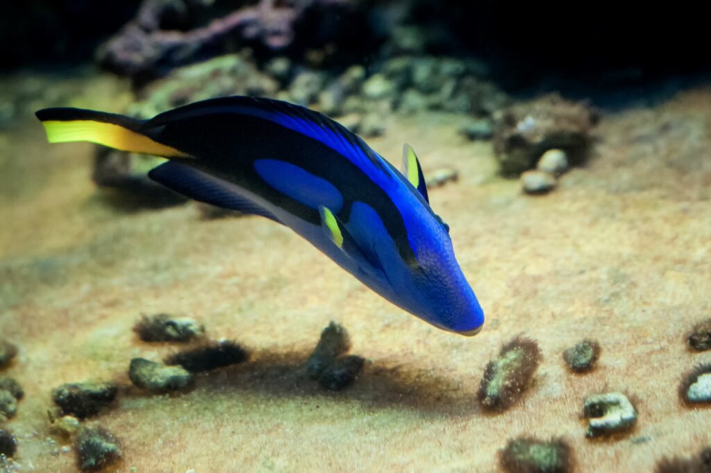 Paracanthurus hepatus szukający pokarmu