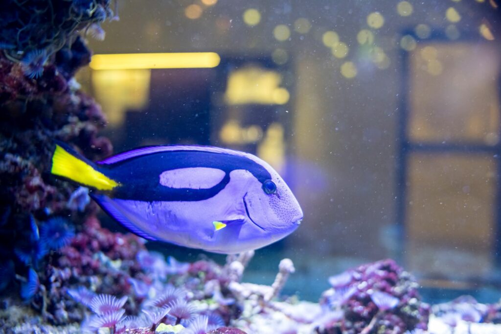 Paracanthurus hepatus w akwarium