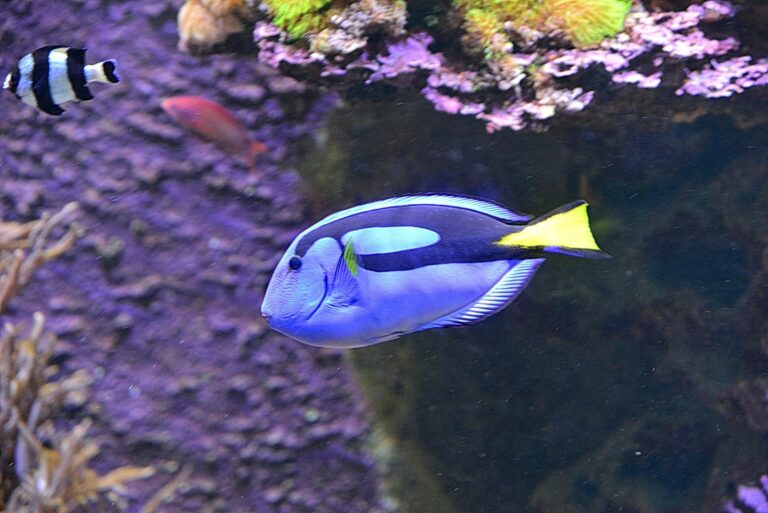 Paracanthurus hepatus