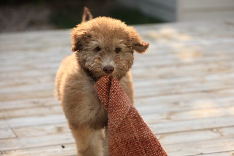 Wheatenpoo