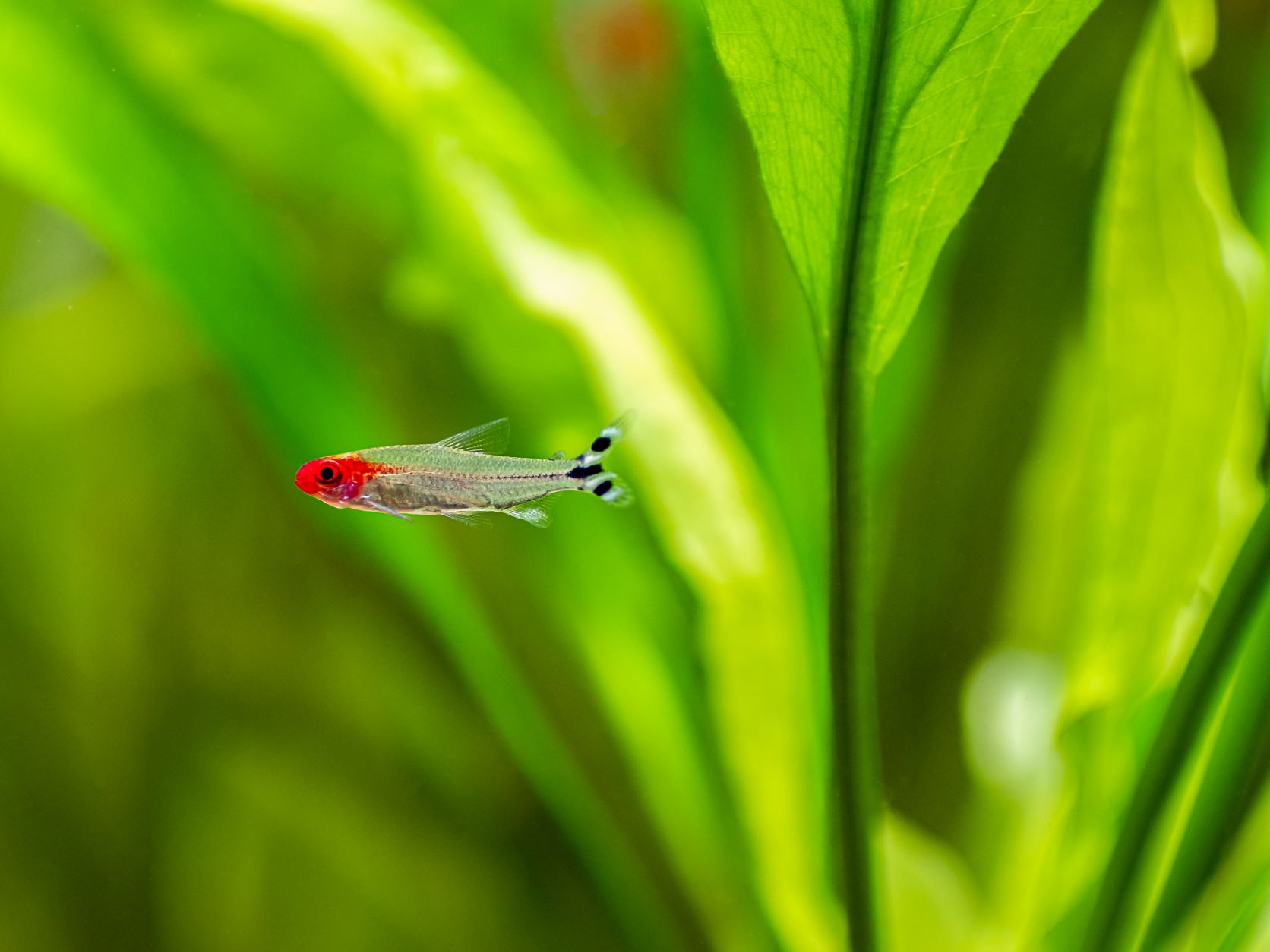 Petitella rhodostomus