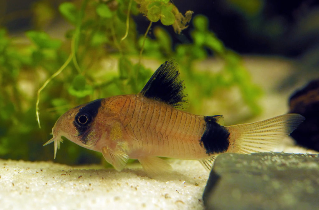 Corydoras panda