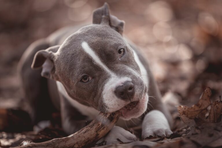 American bully szczeniak