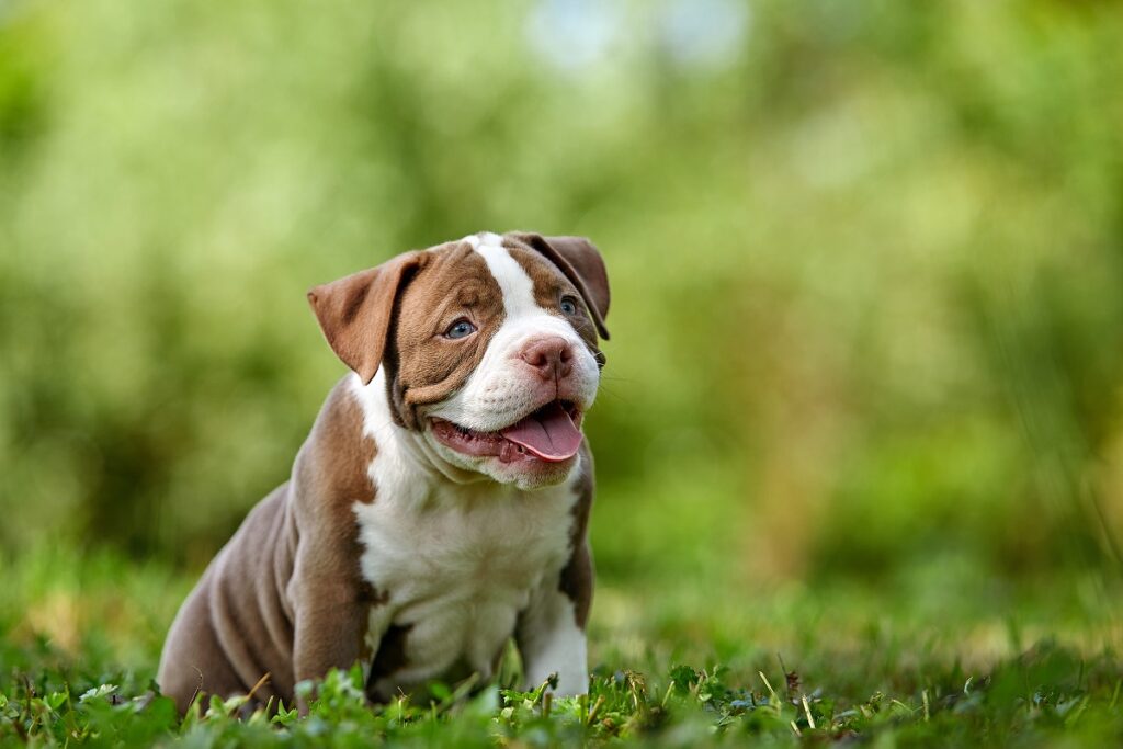 American bully w kolorze brązowym