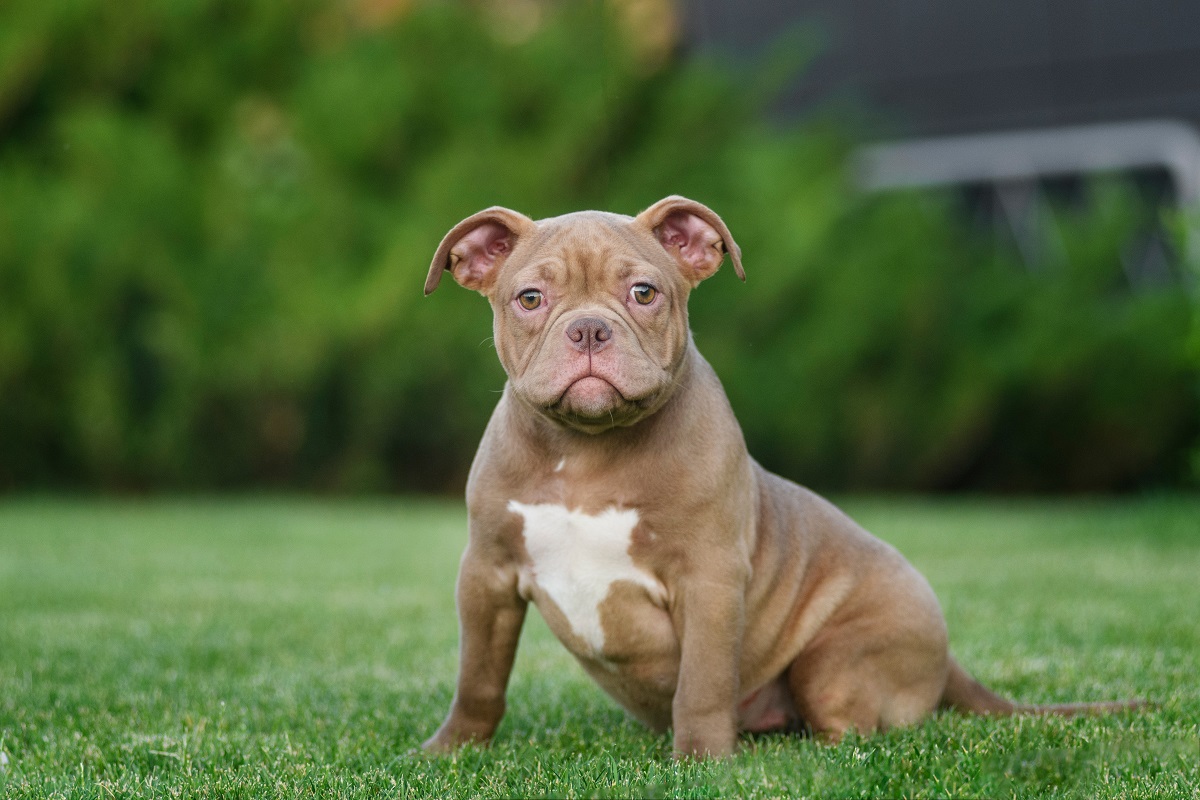 Szczeniak american bully w brązowym kolorze