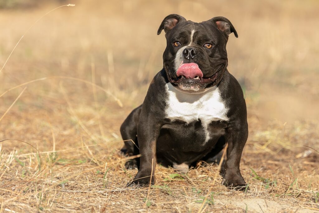 American bully w czarnym kolorze