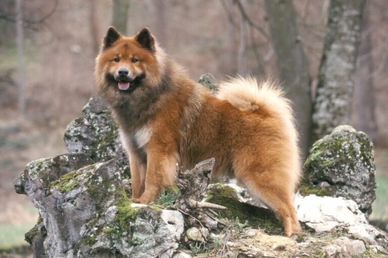 Brązowy eurasier na skale