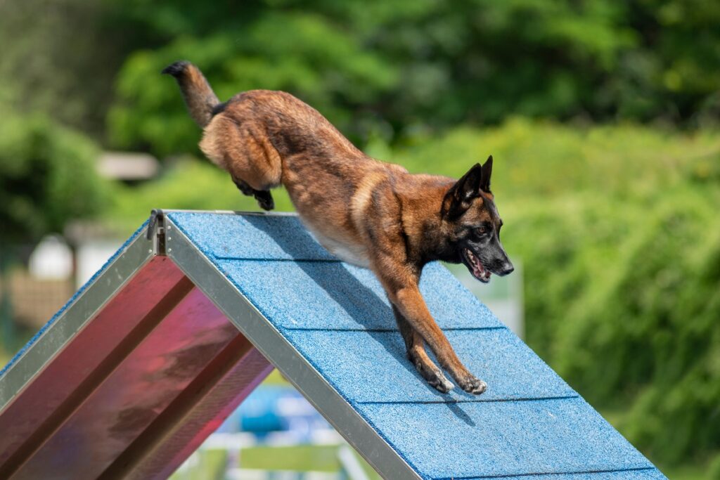 Owczarek belgijski krótkowłosy podczas agility