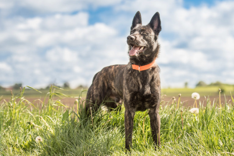 hollandse herder