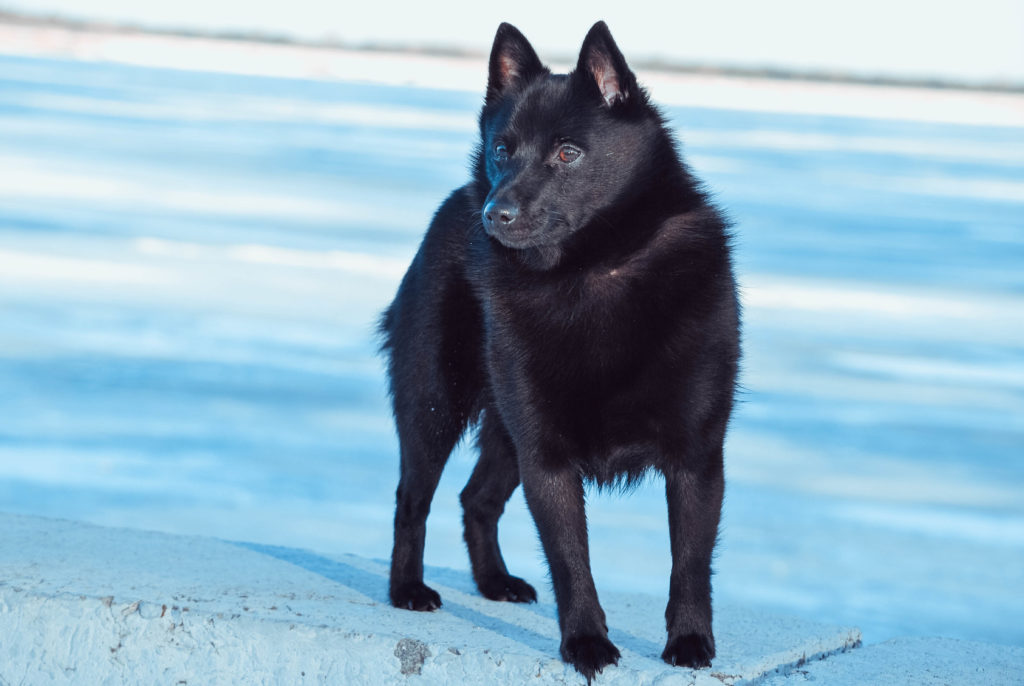 Schipperke na niebieskim tle