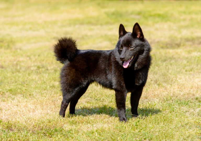 Schipperke na trawie