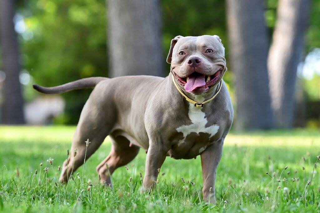 American bully w szarym kolorze