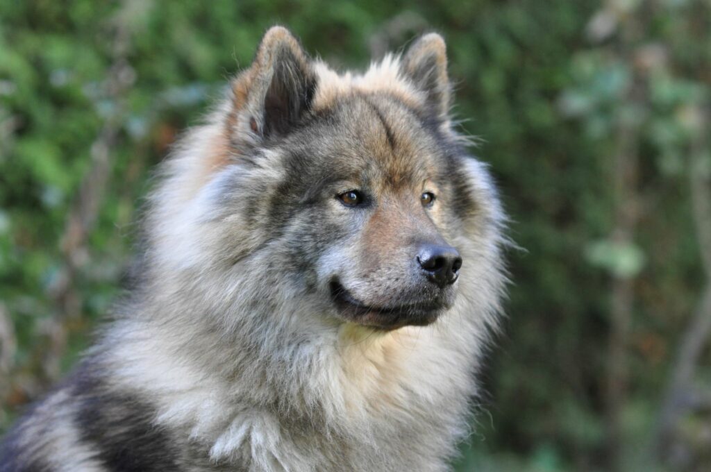 Eurasier w szarym umaszczeniu