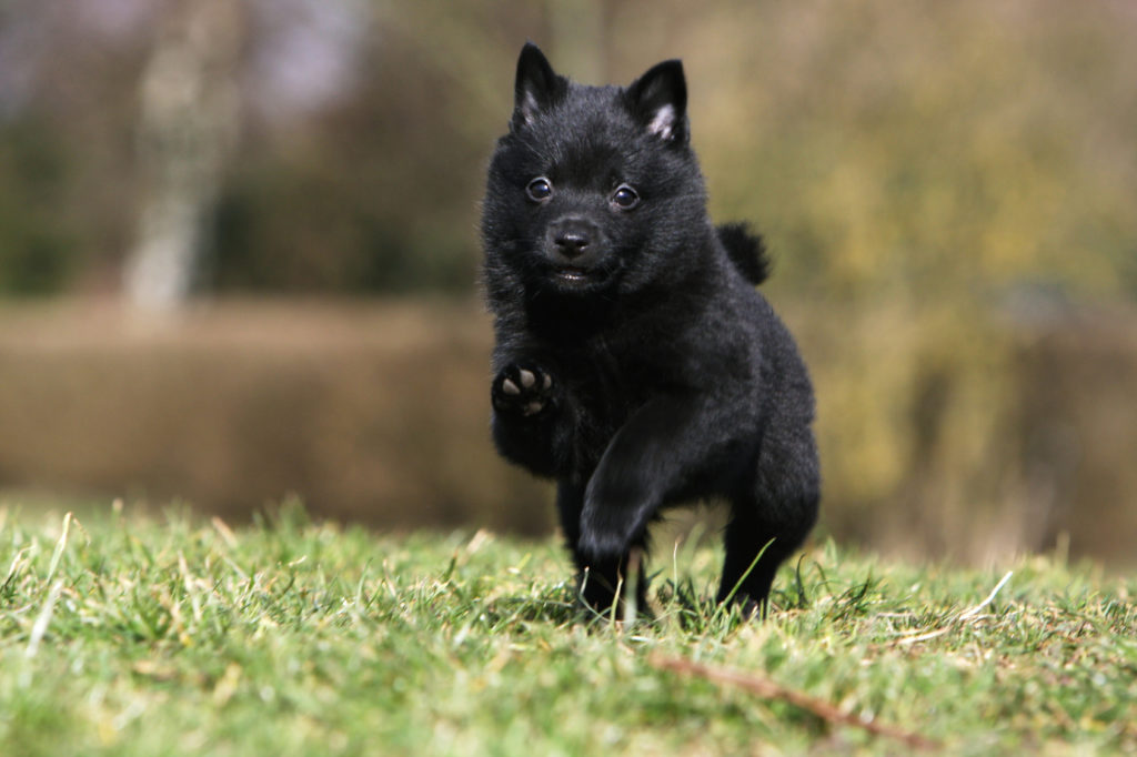 Mały czarny schipperke na spacerze