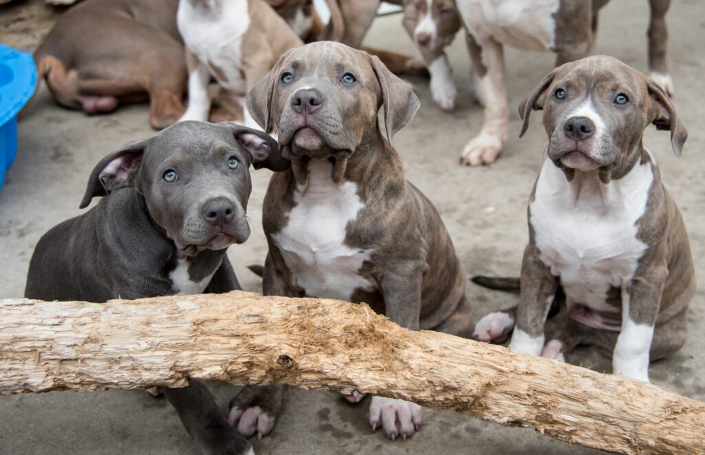 Hodowla american bully