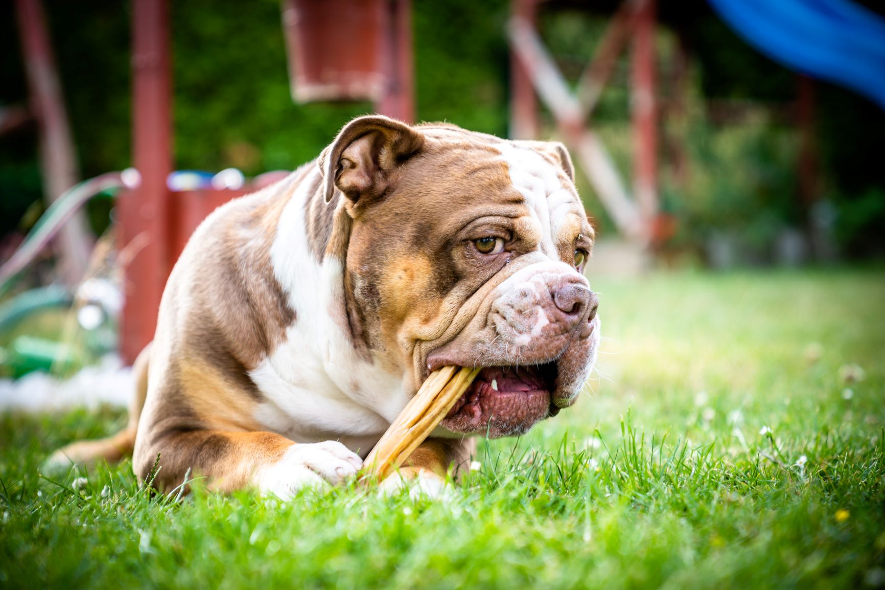 Olde English Bulldogge gryzący kość