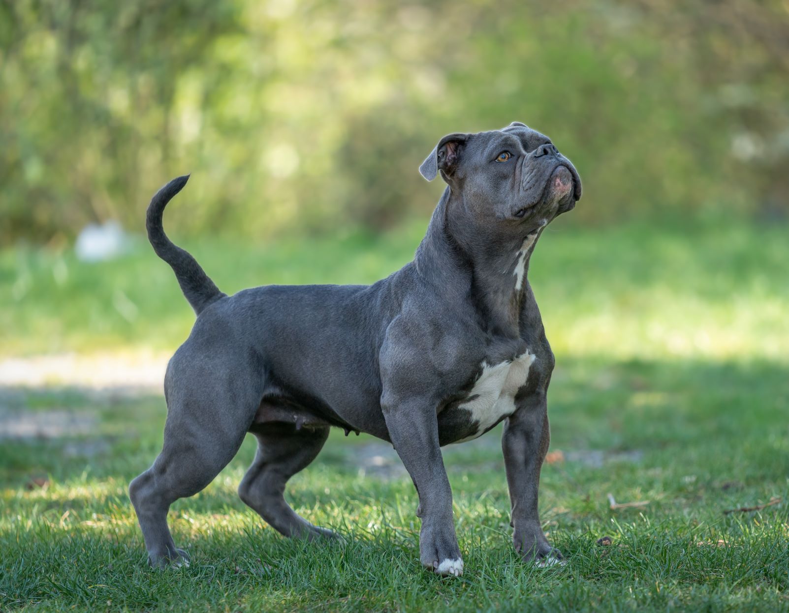 Olde English Bulldogge na trawie