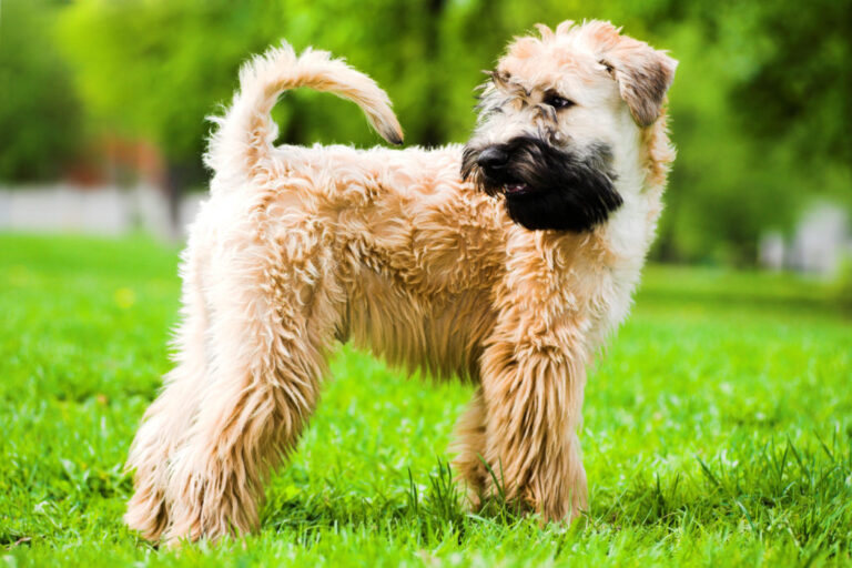 Irish soft coated wheaten terier z czarną maską