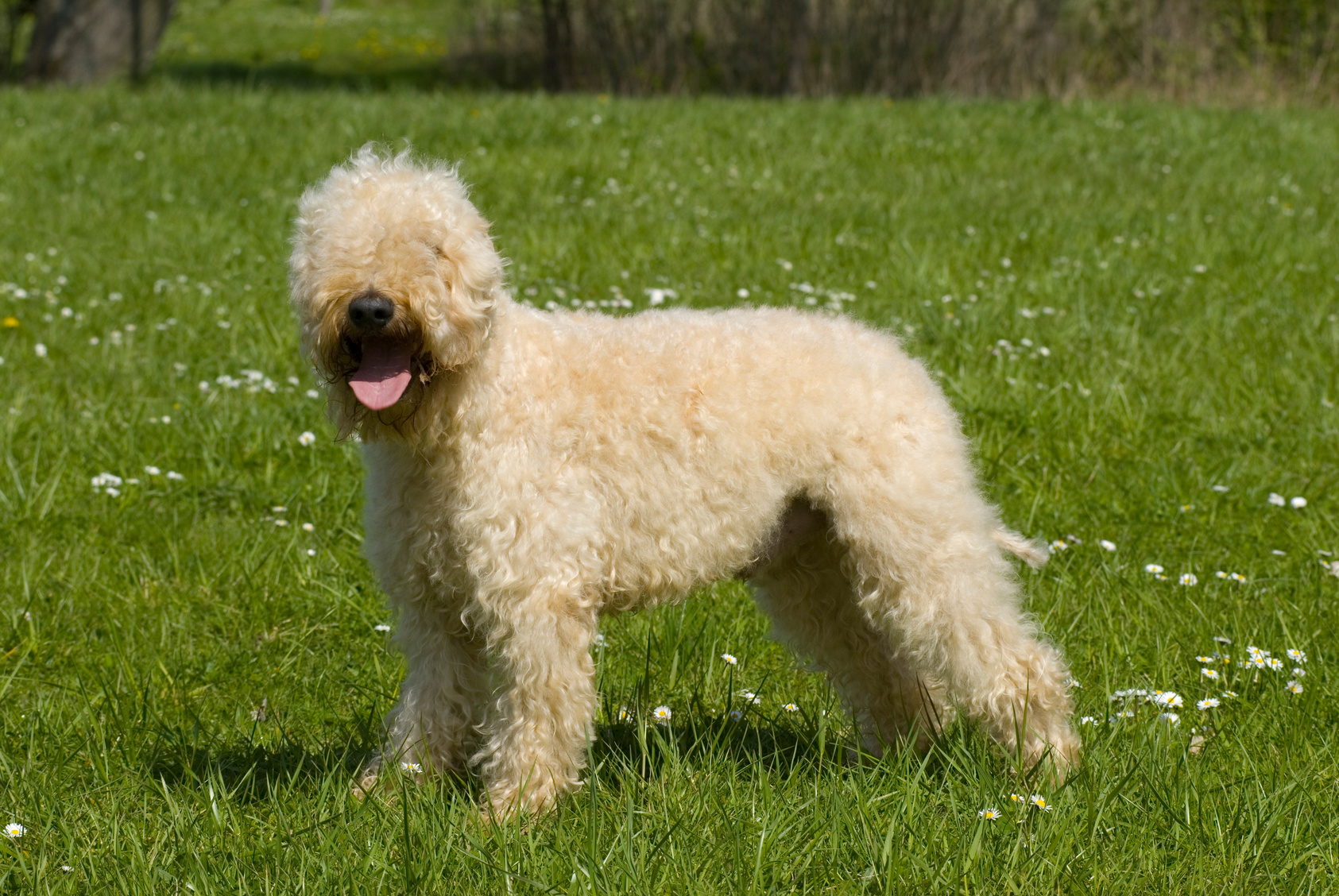 Wheaten na trawie